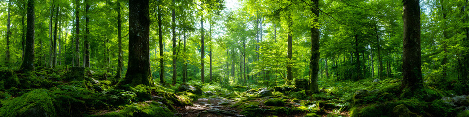 Obraz premium Grünes Wald Panorama im Sommer