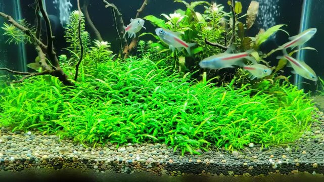 Serene Home Aquarium Scene with Exotic Fish and Beautiful Aquatic Plants