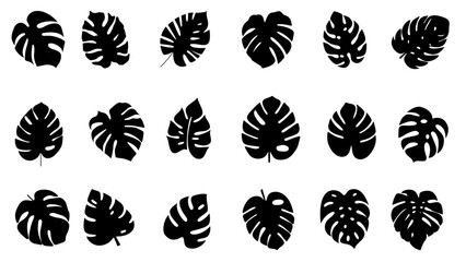 Monstera leaf silhouette, tropical leaf collection, black Monstera silhouette on white background.
