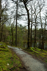 Wooded path on the banks of Derwentwater, England