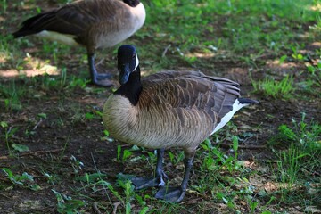 Canada goose（カナダ雁）