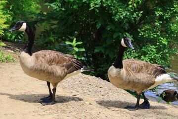Canada goose（カナダ雁）