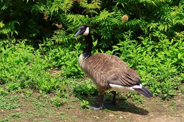 Canada goose（カナダ雁）