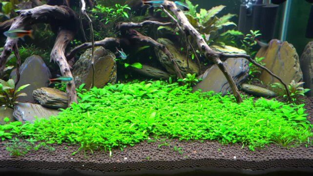 Beautifully Arranged Aquarium with Natural Decor and Active Aquatic Fauna