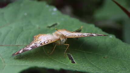 macro of a bug on a leaf