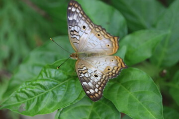 butterfly on leaf