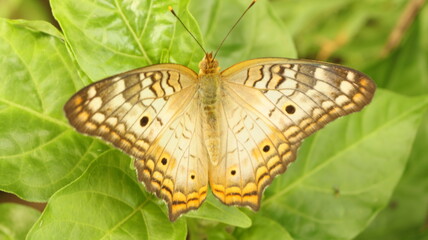 butterfly on leaf