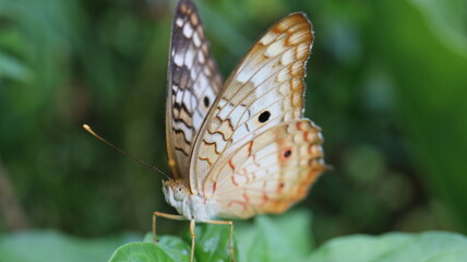 butterfly on flower