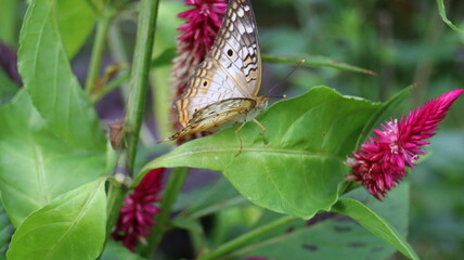 butterfly on a flower