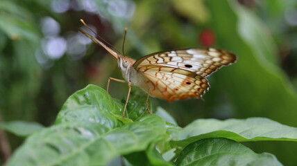 butterfly on leaf