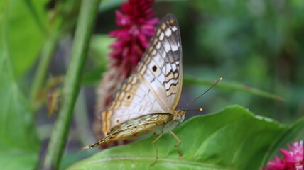 butterfly on a flower