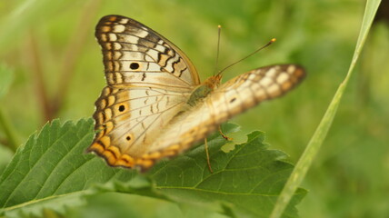 butterfly on leaf