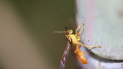 wasp on a flower