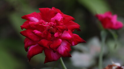 red and yellow flower
