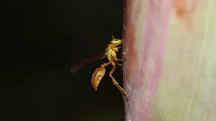 spider on a flower