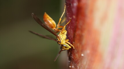 spider on a leaf