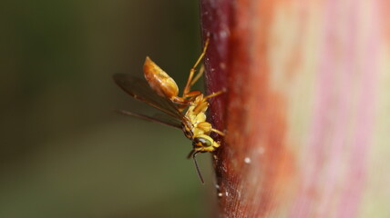 butterfly on a flower