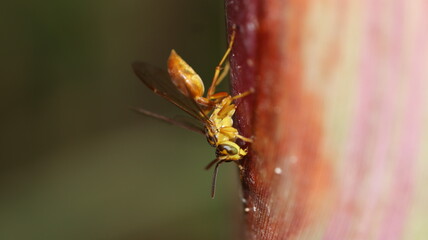 butterfly on a flower