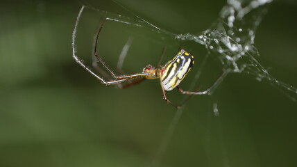 spider on a web