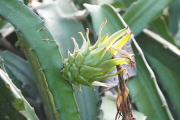 Cactus with Developing Flower Bud – Desert Plant Close-Up with Emerging Bloom