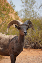 Obraz premium big horned goat in valley of fire state park, nevada wildlife