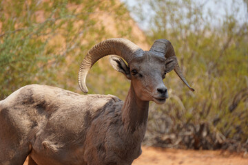 Obraz premium big horned goat in valley of fire state park, nevada wildlife