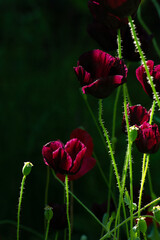 black poppy in the garden