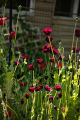 black poppies in the garden