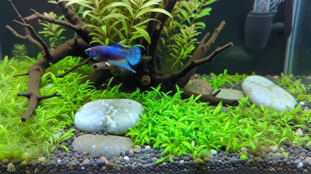 Zen-like Aquarium Setup with Minimalist Aquascape and Calm Fish