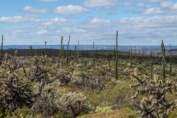 valle de los cirios