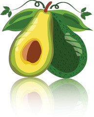 Avocado Vector Illustration Whole and Halved Tropical Fruit with Leaf and Reflection .eps