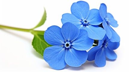 Bell's theorem violets that change color based on measurements made on their genetically identical counterparts kilometers away