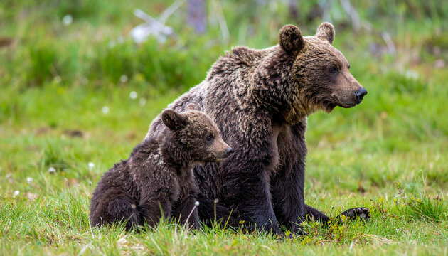 Mother bear and cubs sit on the grass with a crate.