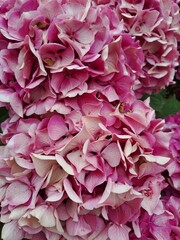 pink hydrangea flowers