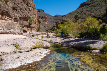 oasis