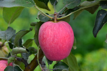 Ripe pink Apple Hanging from a Branch close up