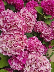 pink hydrangea flower