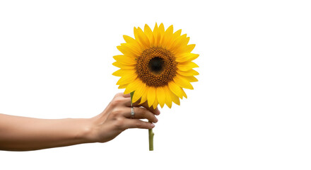 A hand holding a bright yellow sunflower against a black background with a visible ring on the finger