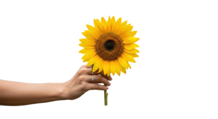 A hand holding a bright yellow sunflower against a black background with a visible ring on the finger