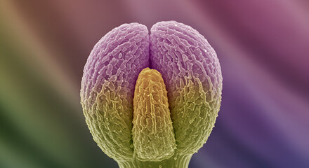 SEM of stigma pad surface in Meadow Crane’s-bill