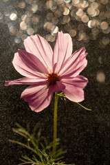 Rózowe kwiaty kosmos, tło kwiatowe. © Elżbieta Kaps