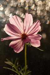 Rózowe kwiaty kosmos, tło kwiatowe. © Elżbieta Kaps