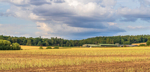 Farmland with the stubble of a recently harvested rapeseed and farm buildings in the mid ground