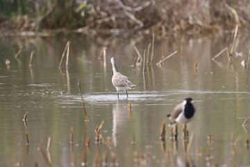 The Black-tailed Godwit is a tall, graceful wader with long legs and a straight bill. Known for its striking black-and-white tail and rusty breeding plumage, it thrives in marshes and shallow wetlands