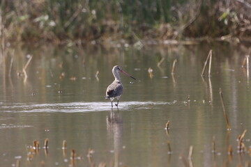 The Black-tailed Godwit is a tall, graceful wader with long legs and a straight bill. Known for its striking black-and-white tail and rusty breeding plumage, it thrives in marshes and shallow wetlands