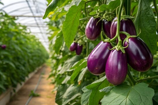 "Ripe Eggplants in Greenhouse – Lush Organic Garden Harvest Photography"
