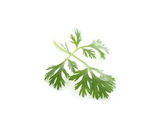 Leaf of aromatic cilantro isolated on white
