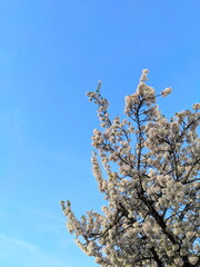 White and Pink Cherry Blossoms Bloom Abundantly Against Clear Blue Spring Sky