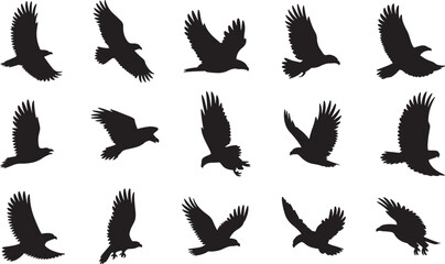 Collection of Black Eagle Silhouettes in Flight on White Background bird flying