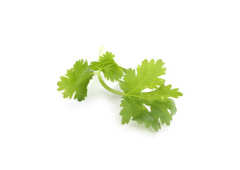 Sprig of aromatic cilantro isolated on white